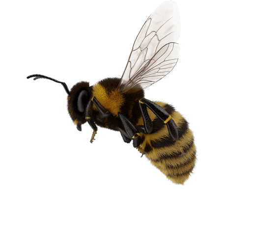 Fliegende Hummel mit durchsichtigen Flügeln