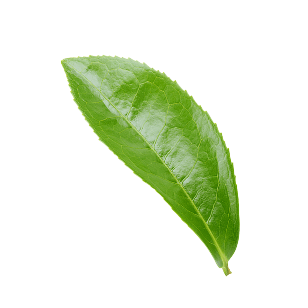 Ein einzelnes, glänzendes, hellgrünes Teeblatt