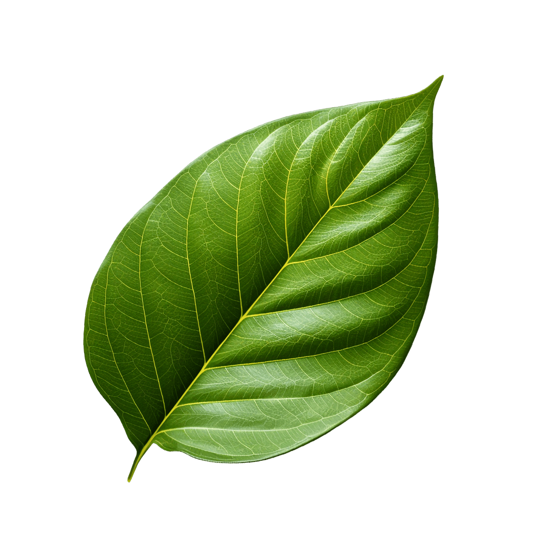 Ein einzelnes, sattgrünes Blatt