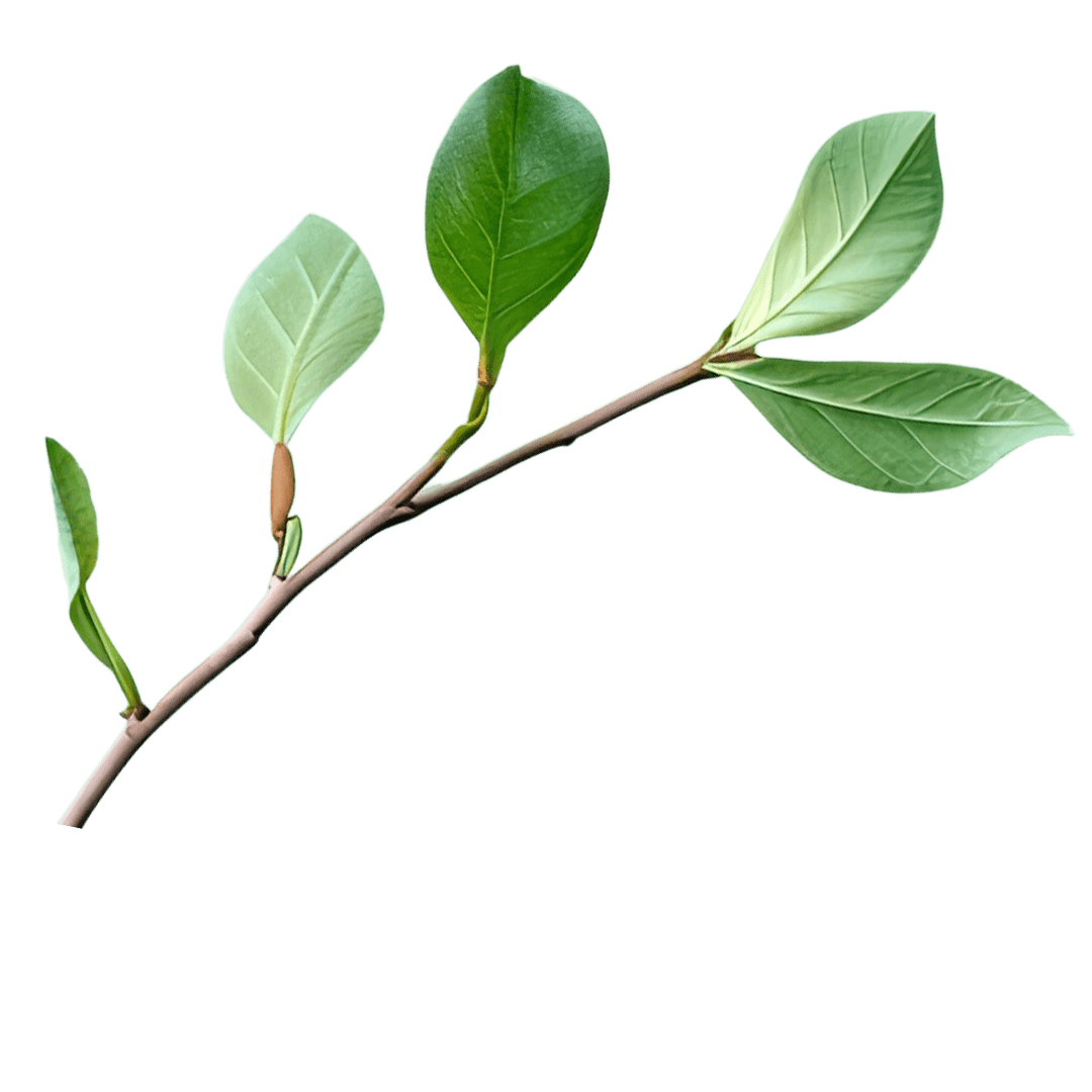 Langer, leicht gebogener Zweig