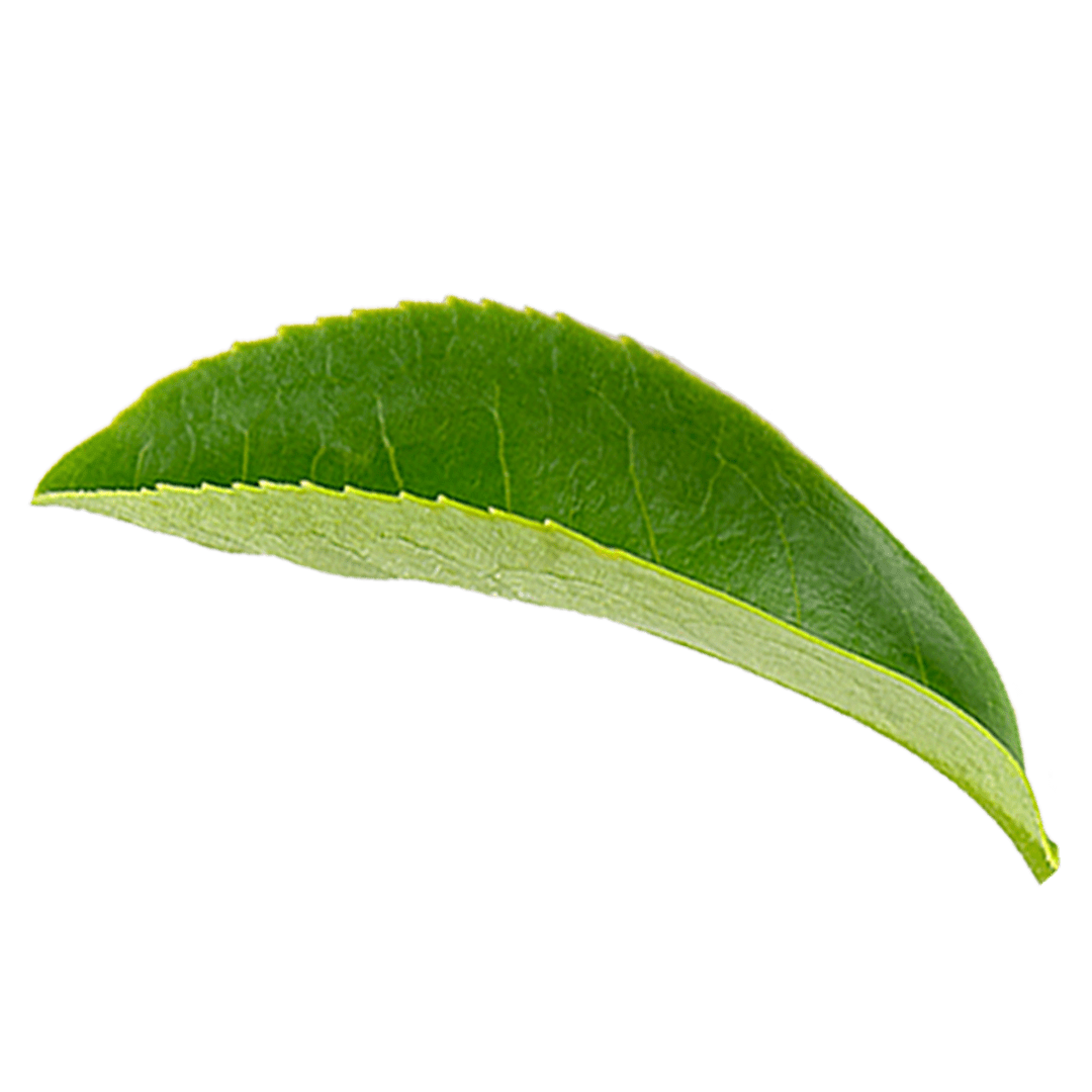 Freigestelltes, grünes Teeblatt